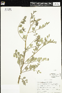 Thumbnail image of current specimen