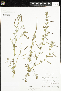 Acmispon americanus var. americanus image
