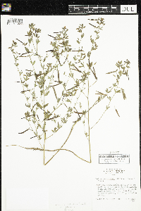 Acmispon americanus var. americanus image