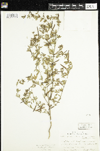 Acmispon americanus var. americanus image