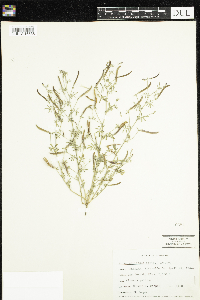 Thumbnail image of current specimen