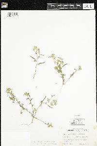 Acmispon strigosus image
