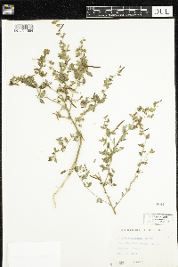 Thumbnail image of current specimen