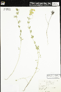 Lotus corniculatus image