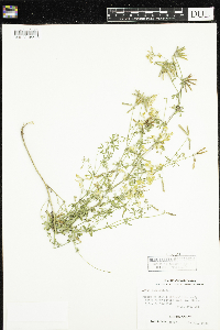 Lotus corniculatus image