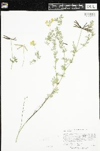 Lotus corniculatus image