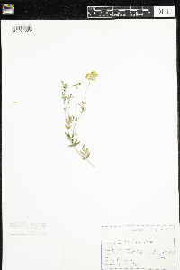 Lotus corniculatus image