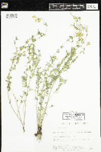 Lotus corniculatus image