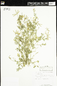 Lotus corniculatus image