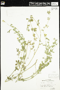 Lotus corniculatus image