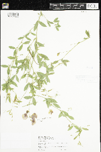 Lathyrus tuberosus image