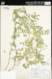 Thumbnail image of current specimen