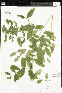 Lathyrus venosus image
