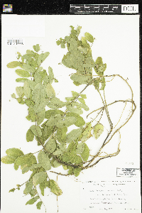 Lathyrus venosus image