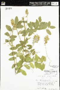 Lathyrus venosus image