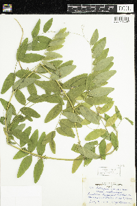 Lathyrus venosus image