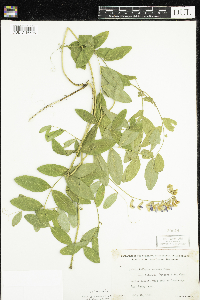 Lathyrus venosus image