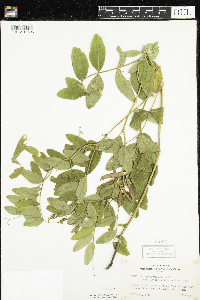 Lathyrus venosus image