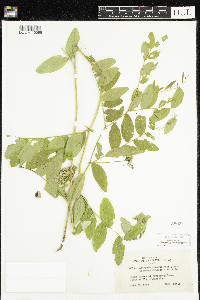 Lathyrus venosus image