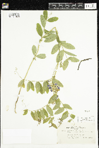 Lathyrus venosus image