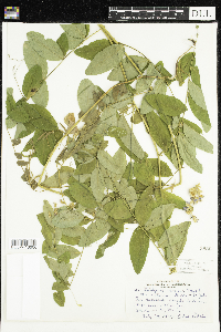 Lathyrus venosus image