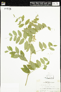 Lathyrus venosus image