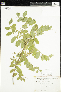 Lathyrus venosus image