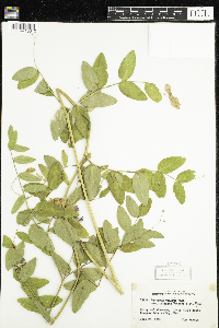 Lathyrus venosus image