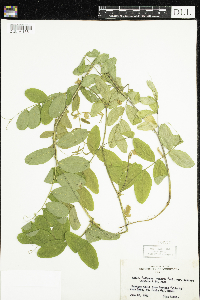 Lathyrus venosus image