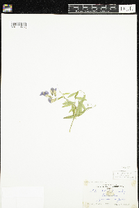 Thumbnail image of current specimen