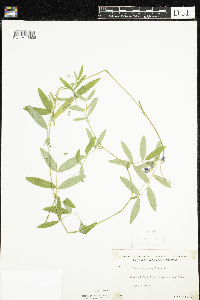 Lathyrus palustris image
