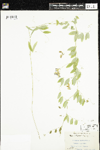 Lathyrus palustris image