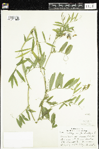 Lathyrus palustris image