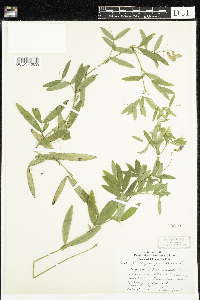 Lathyrus palustris image