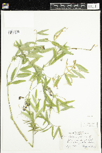 Lathyrus palustris image