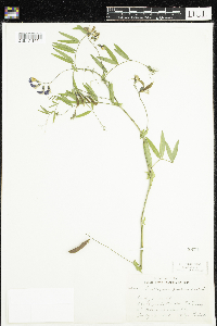 Lathyrus palustris image