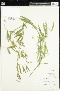 Lathyrus palustris image