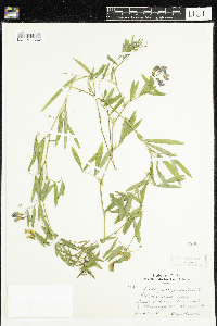 Lathyrus palustris image