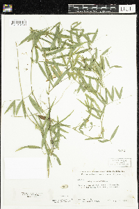 Lathyrus palustris image