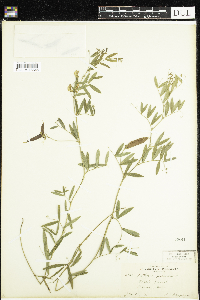 Lathyrus palustris image