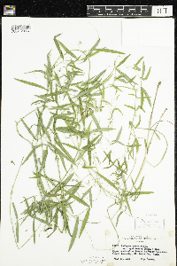 Lathyrus palustris image