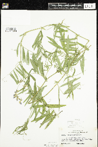 Lathyrus palustris image