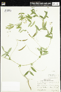 Lathyrus palustris image