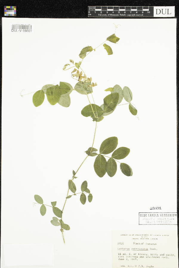 Lathyrus ochroleucus image