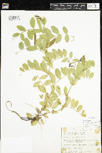 Thumbnail image of current specimen