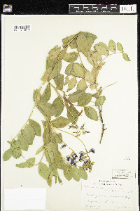 Thumbnail image of current specimen