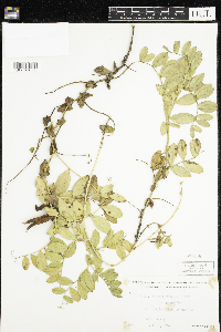 Thumbnail image of current specimen