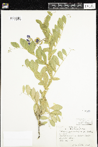 Thumbnail image of current specimen