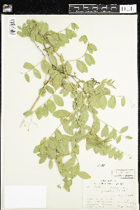 Thumbnail image of current specimen