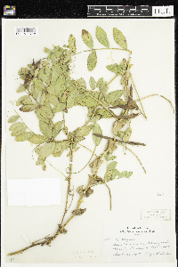 Thumbnail image of current specimen